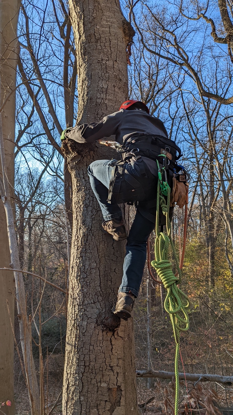 Man free-climbing tree trunk, from behind