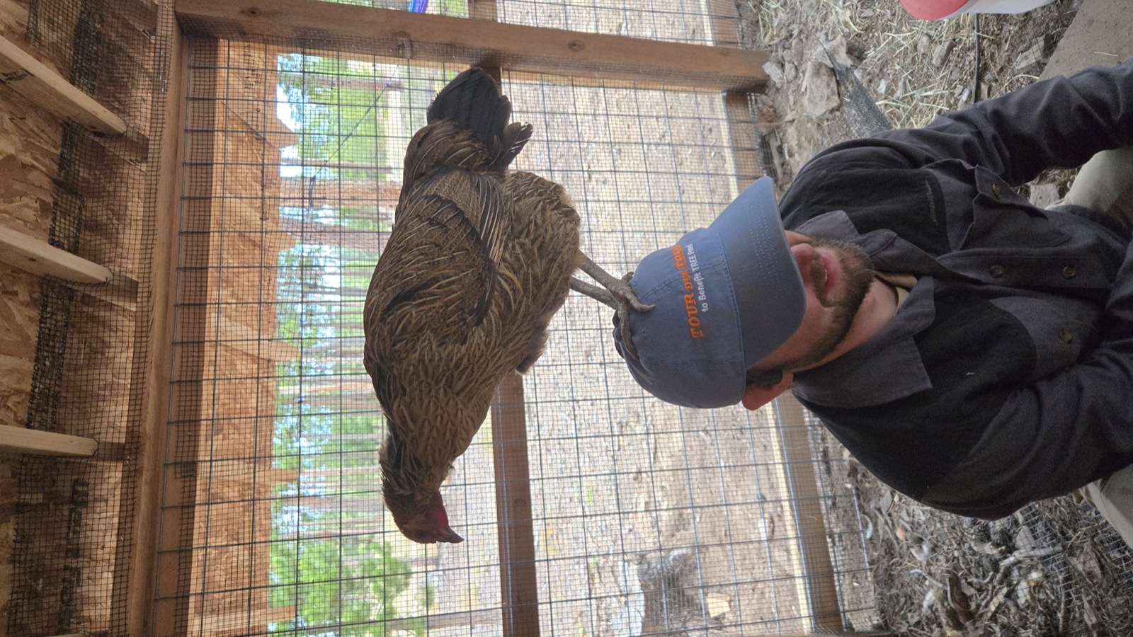 Chicken standing on man's head