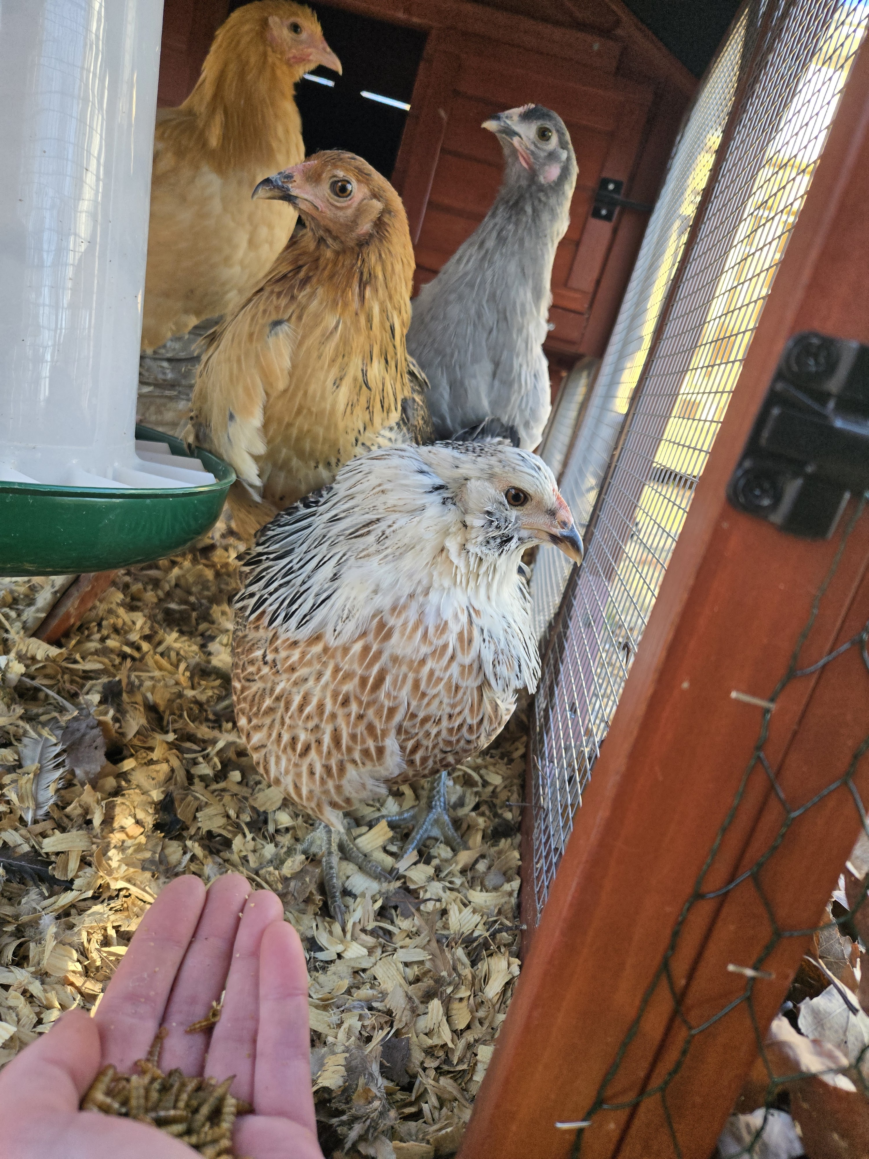 POV of feeding chickens by hand. 4 chickens clustered around looking at the camera, with a hand outstretched from behind the camera.