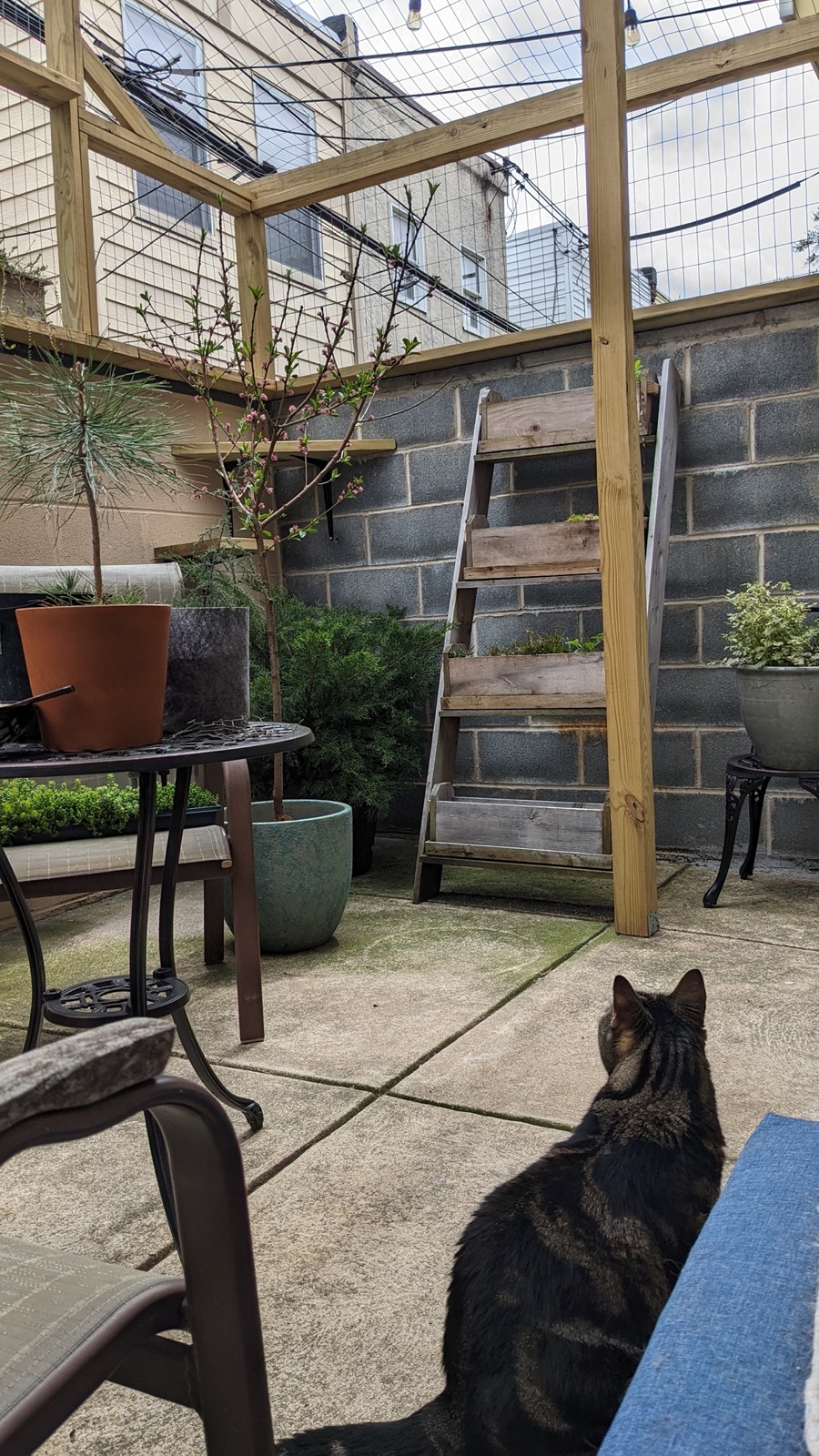 Tabby cat sitting among potted plants inside a catio