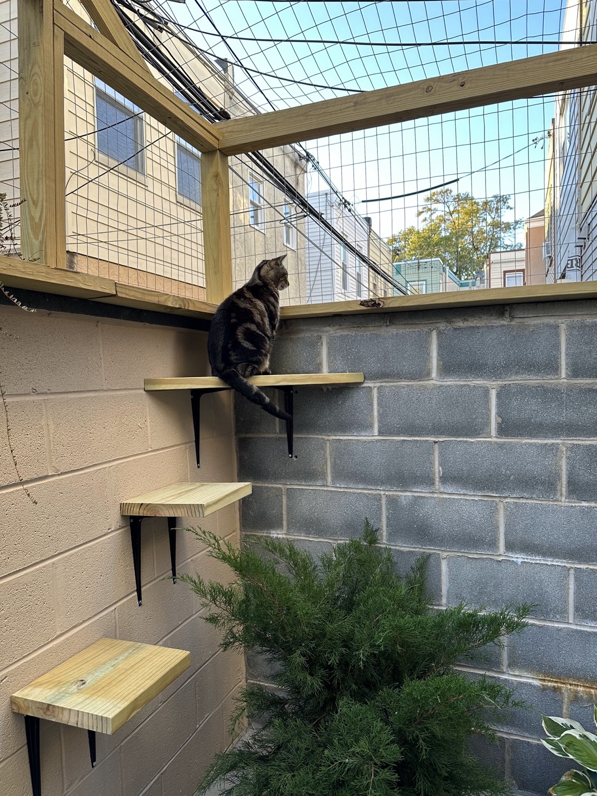 Tabby cat lounging inside a finished catio