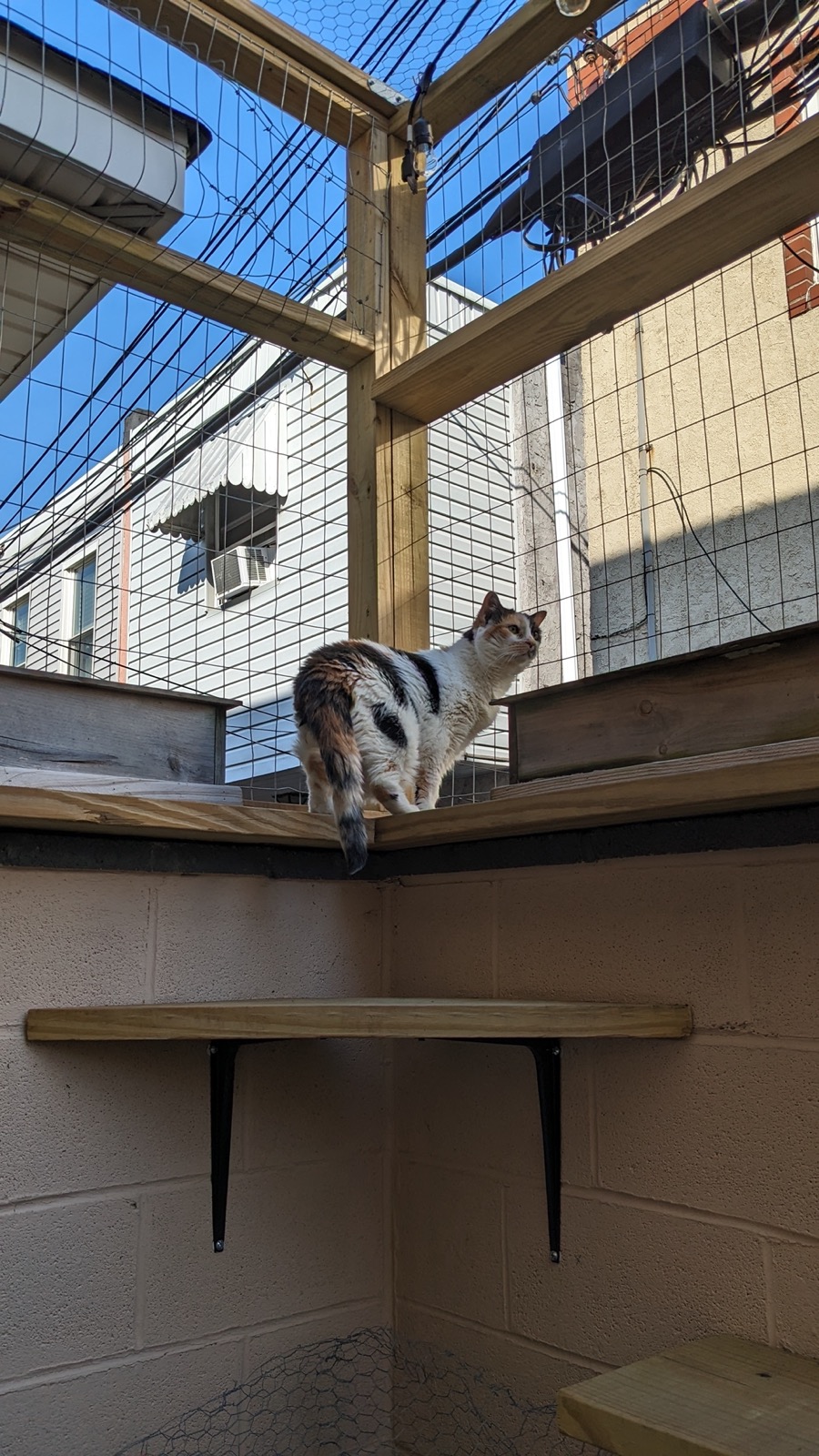 Calico cat resting inside a catio enclosure