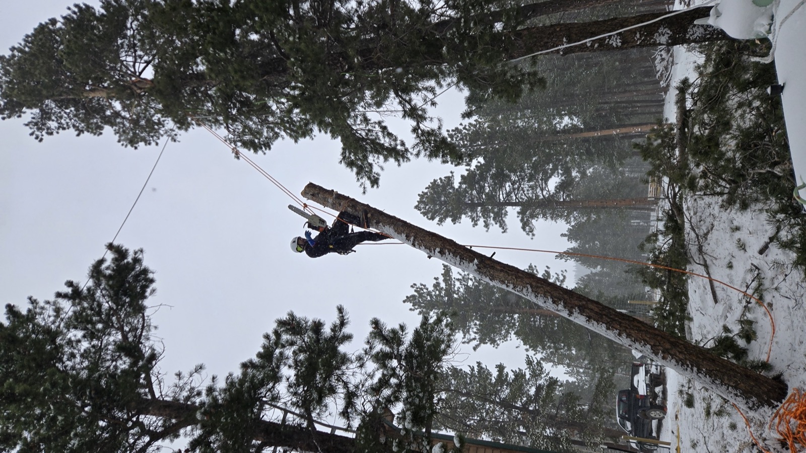 Man climbing leaning tree in snow